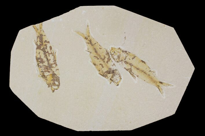Three Knightia Fossil Fish - Wyoming #88534